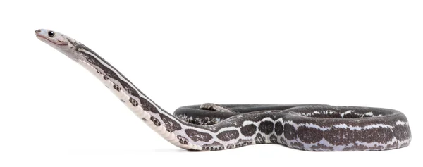 Scaleless kukorica kígyó, Pantherophis Guttatus, fehér háttér előtt — Stock Fotó