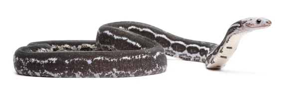 Schuppenlose Kornnatter, Pantherophis guttatus, vor weißem Hintergrund — Stockfoto