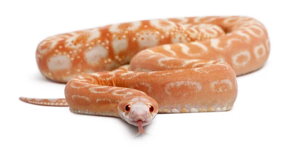 Scaleless Corn Snake, Pantherophis Guttatus, in front of white background — Stock Photo, Image