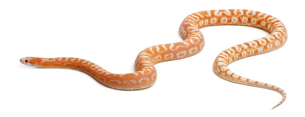 Scaleless Corn Snake, Pantherophis Guttatus, in front of white background