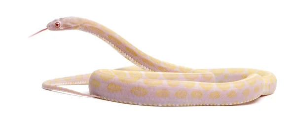 Serpiente de maíz sin escamas, Pantherophis Guttatus, frente a fondo blanco — Foto de Stock