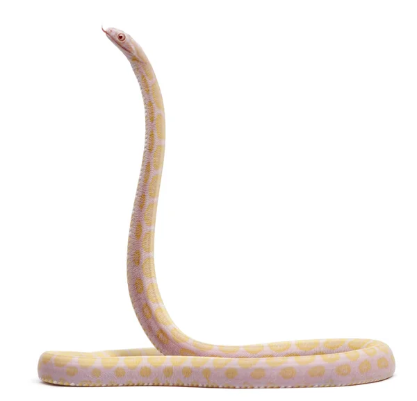 Serpiente de maíz sin escamas, Pantherophis Guttatus, frente a fondo blanco — Foto de Stock