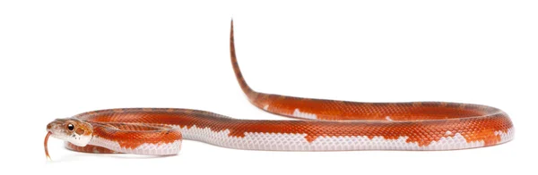 鱗の無いトウモロコシヘビ、白い背景の前での pantherophis 系 — ストック写真