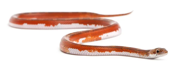 Scaleless Mısır yılan, beyaz arka plan önünde pantherophis guttatus — Stok fotoğraf