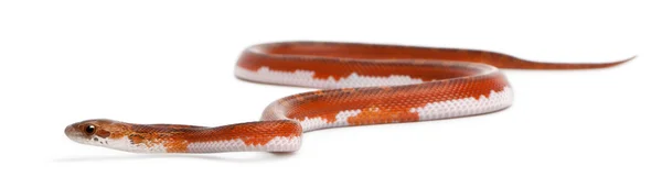 Cobra de milho sem escamas, Pantherophis Guttatus, na frente do fundo branco — Fotografia de Stock