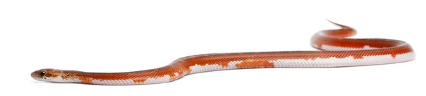 Scaleless majs orm, pantherophis guttatus, framför vit bakgrund — Stockfoto