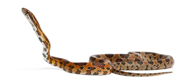 Scaleless majs orm, pantherophis guttatus, framför vit bakgrund — Stockfoto