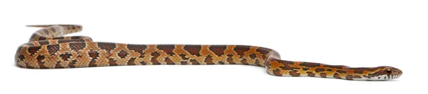 스케일 옥수수 뱀, Pantherophis Guttatus, 흰색 배경 앞 — 스톡 사진