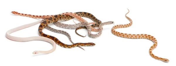 Schubloze maïs slangen, pantherophis guttatus, voor witte achtergrond — Stockfoto