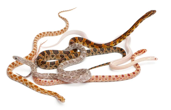 Безвесовые кукурузные змеи, Pantherophis Guttatus, на белом фоне — стоковое фото
