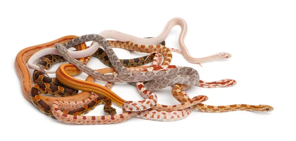 stock image Scaleless Corn Snakes, Pantherophis Guttatus, in front of white background