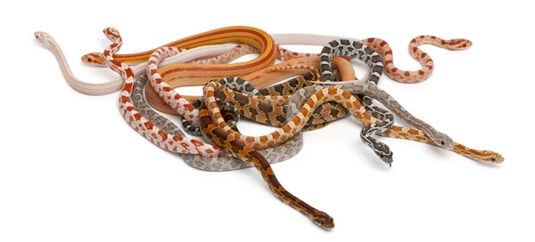 Безвесовые кукурузные змеи, Pantherophis Guttatus, на белом фоне — стоковое фото