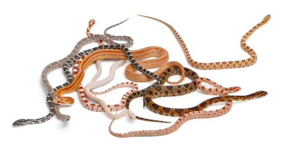 Serpientes de maíz sin escamas, Pantherophis Guttatus, frente a fondo blanco —  Fotos de Stock