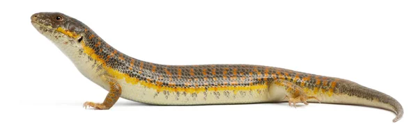 轮岛石龙子或特尔菲尔的石龙子，leiolopisma telfairii，在白色背景前 — 图库照片