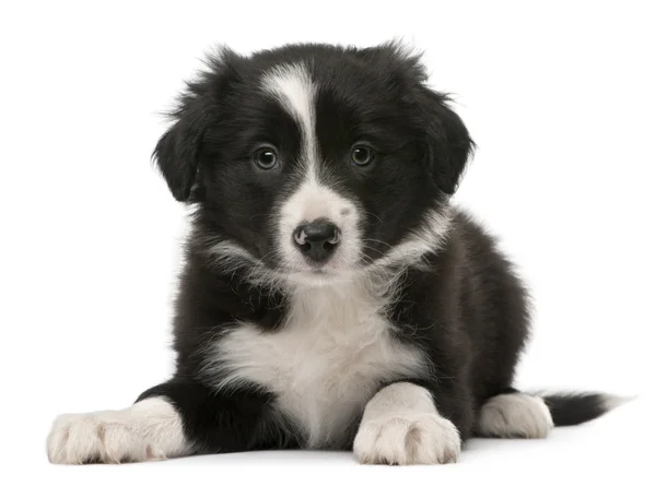 Kenar kömür ocağı köpek, 6 hafta yaşlı, beyaz arka plan yalan — Stok fotoğraf