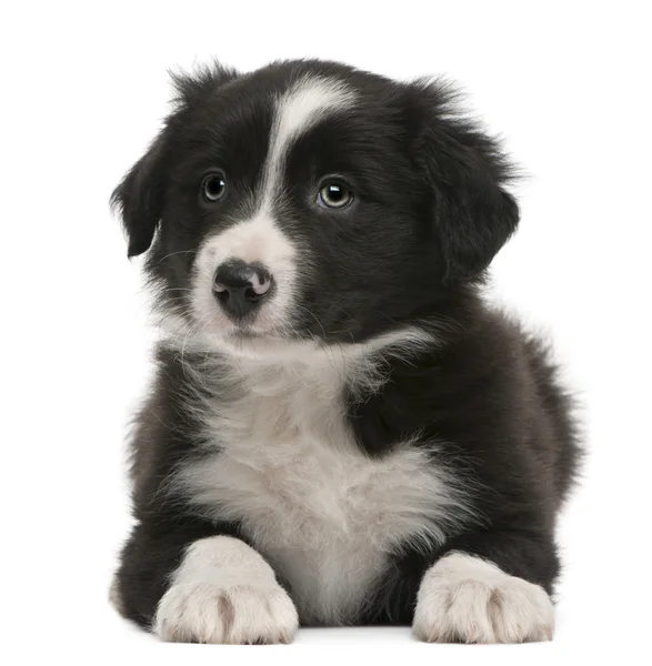 Cachorro Border Collie, de 6 semanas de edad, acostado frente al fondo blanco —  Fotos de Stock