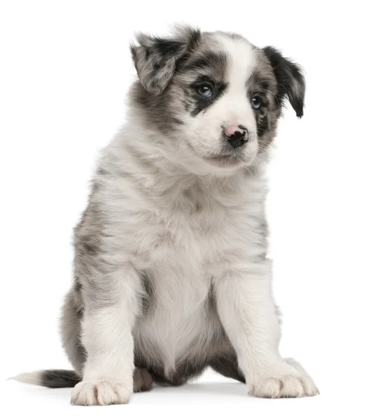 Blue Merle Border Collie puppy, 6 weeks old, sitting in front of white background — Stock Photo, Image