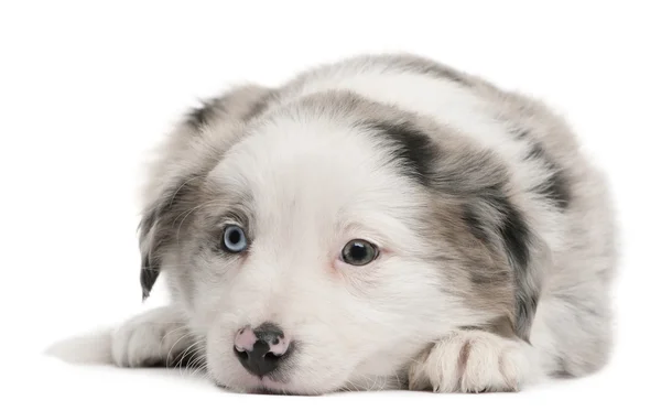 青い merle ボーダーコリーの子犬は、6 週間の古い、白い背景の前に座っています。 — ストック写真