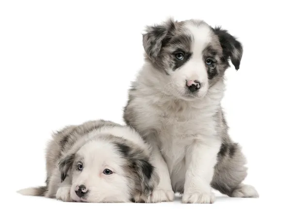 Blauwe merle Bordercollie puppies, 6 weken oud, voor witte achtergrond — Stockfoto