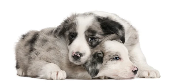Blue Merle Border Collie puppies, 6 weeks old, in front of white background — Stock Photo, Image