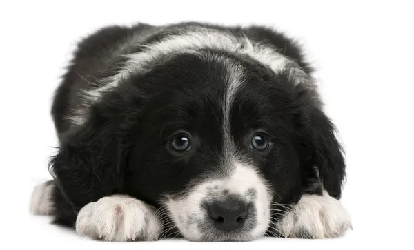 Border Collie cucciolo, 6 settimane, sdraiato davanti allo sfondo bianco — Foto Stock