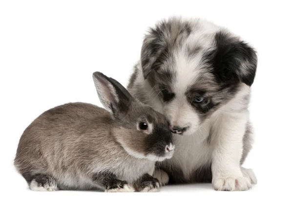 stock image Blue Merle Border Collie puppy, 6 weeks old, and a rabbit in front of white background