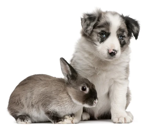 Blue Merle Border Collie cucciolo, 6 settimane, e un coniglio davanti allo sfondo bianco — Foto Stock
