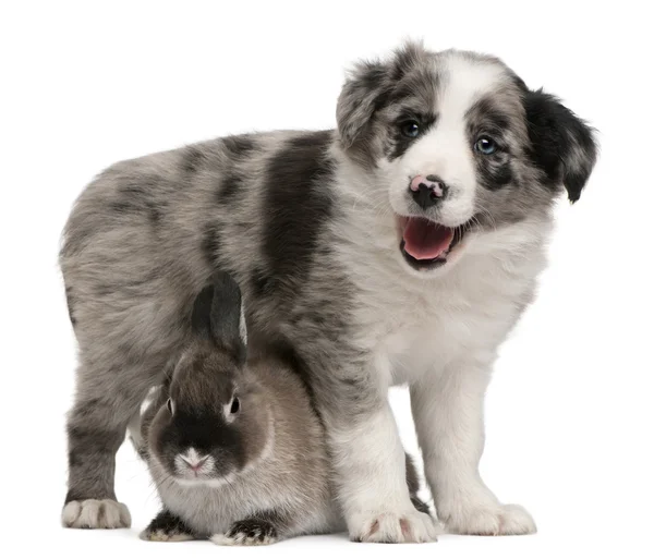 Blue Merle Border Collie puppy, 6 minggu, dan seekor kelinci di depan latar belakang putih — Stok Foto