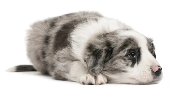 Cãozinho da Fronteira Collie, 6 semanas, deitado em frente ao fundo branco — Fotografia de Stock