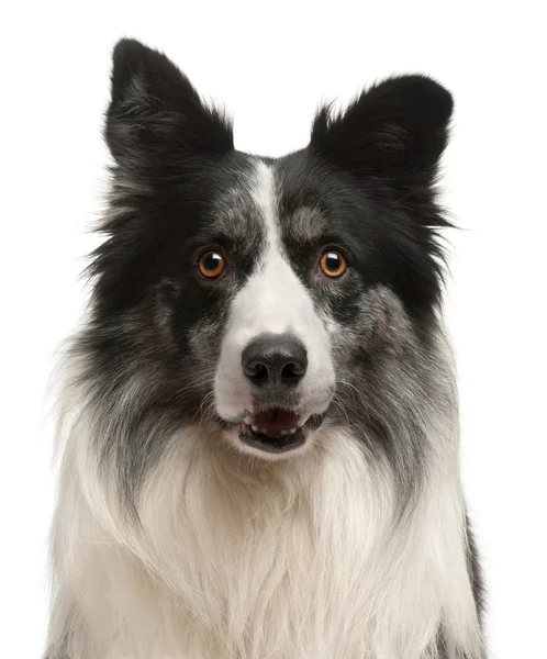 Close-up of Border Collie in front of white background — Stock Photo, Image