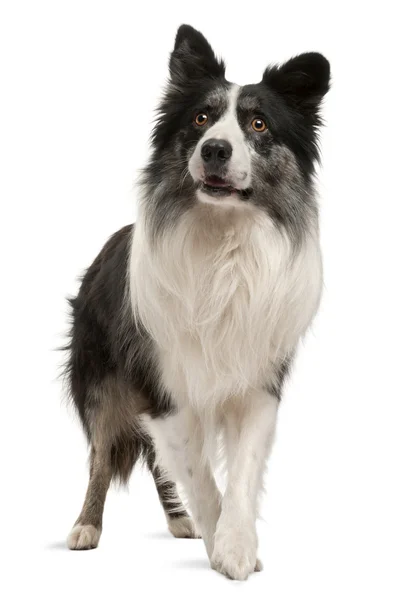 Border Collie standing in front of white background — Stock Photo, Image