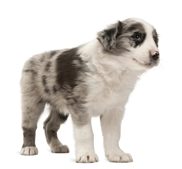 Bordercollie pup staan voor witte achtergrond — Stockfoto