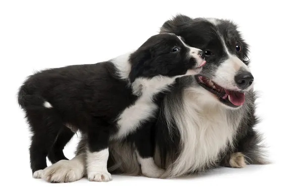 Border Collies interacting in front of white background — Stock Photo, Image