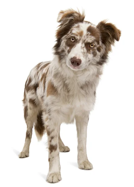 Red Merle Border Collie, 6 months old, in front of white background — Stock Photo, Image
