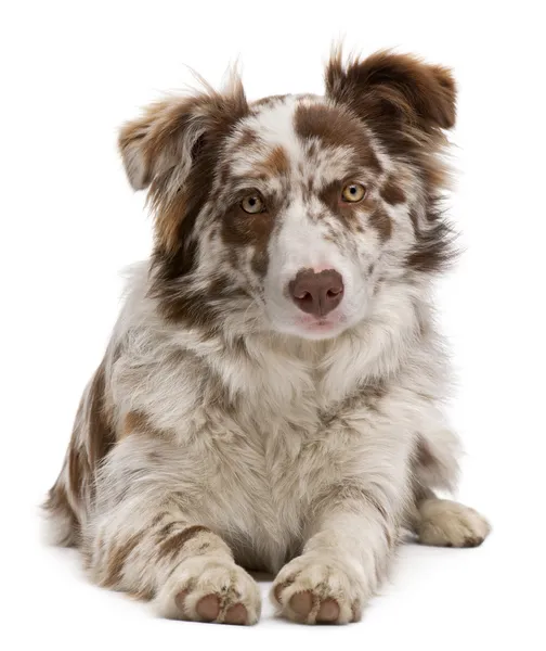 Red Merle Border Collie, 6 months old, in front of white background — Stock Photo, Image
