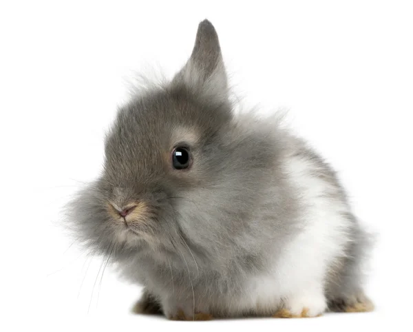 年轻推出兔，2 个月大，在白色背景前 — 图库照片