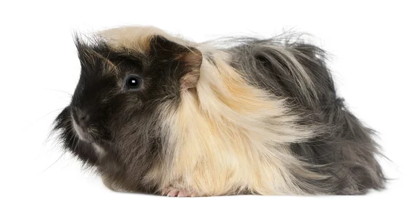 年轻秘鲁豚鼠，6 个月大，在白色背景前 — 图库照片