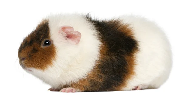 Teddy guinea pig, 9 months old, in front of white background — Stock Photo, Image