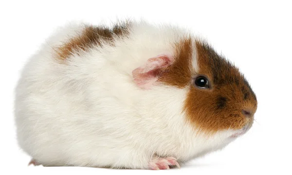 泰迪豚鼠，9 个月大，在白色背景前 — 图库照片