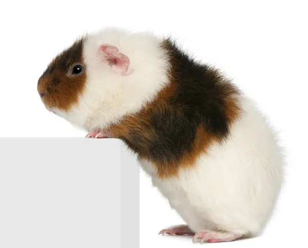 Teddy guinea pig, 9 months old, climbing on box in front of white background — Stock Photo, Image