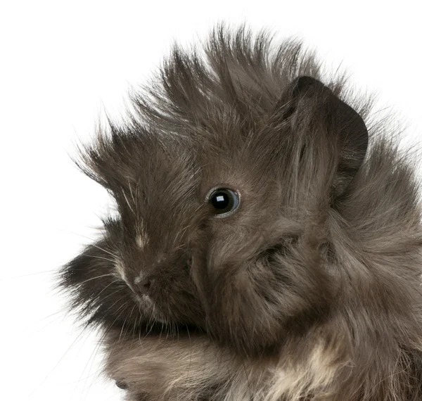 年轻秘鲁豚鼠，2 个月大，在白色背景前的特写 — 图库照片