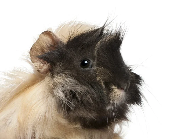 年轻秘鲁豚鼠，6 个月大，在白色背景前 — 图库照片