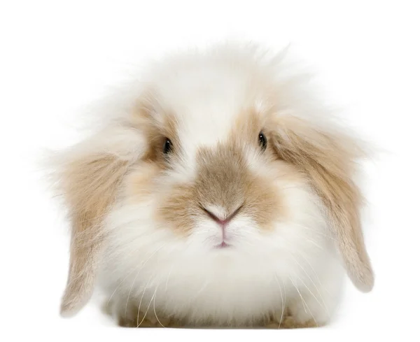 Lappen-Kaninchen, 6 Monate alt, vor weißem Hintergrund — Stockfoto