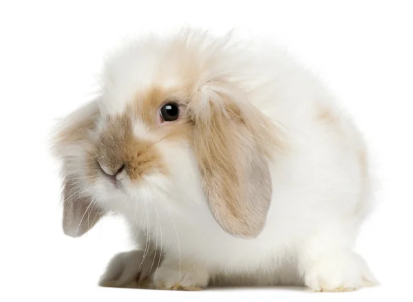 Lop conejo, 6 meses de edad, delante de fondo blanco — Foto de Stock