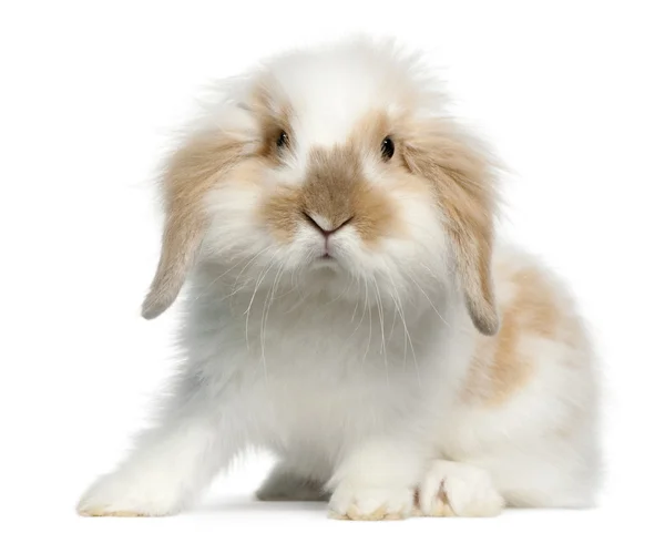Lop tavşanı, 6 ay yaşlı, beyaz arka plan — Stok fotoğraf