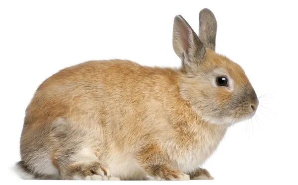 Карликовый кролик, 6 месяцев, на белом фоне — стоковое фото