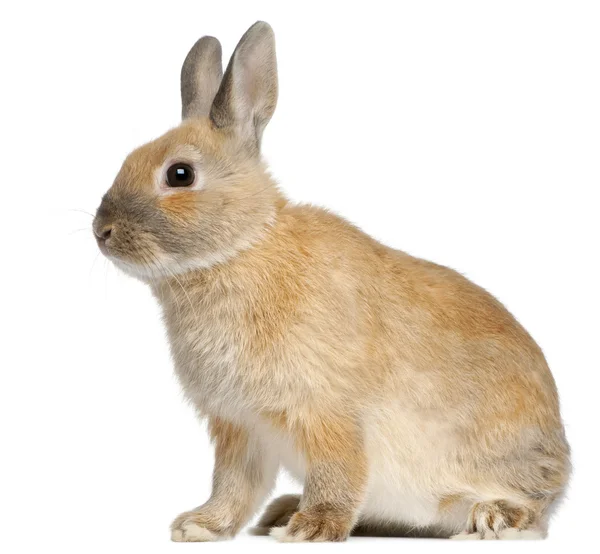Coniglio nano, 6 mesi, davanti allo sfondo bianco — Foto Stock