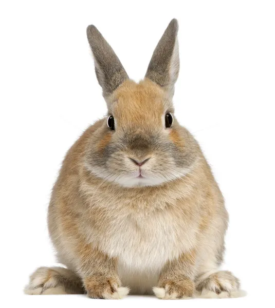 Conejo enano, de 6 meses de edad, frente a fondo blanco — Foto de Stock