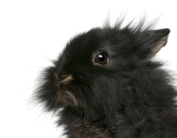 Young Lionhead rabbit, 2 months old, in front of white background — Stock Photo, Image