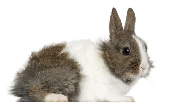 영 리온 토끼, 2 개월, 흰색 배경 앞 — 스톡 사진
